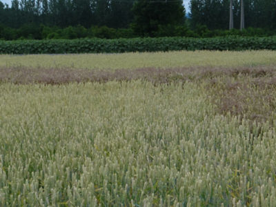 Article Image Genius 05