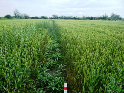 Article Image Genius 08