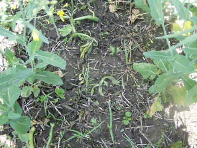 Article-Image-Ikarus-02