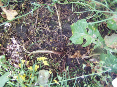 Article Image Ikarus 04