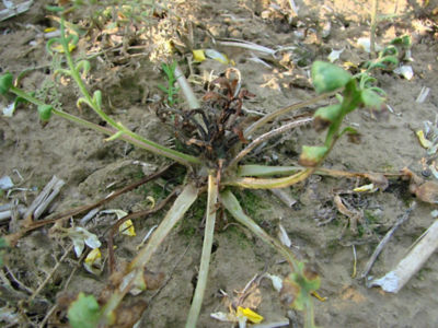 Article Image Ikarus 05