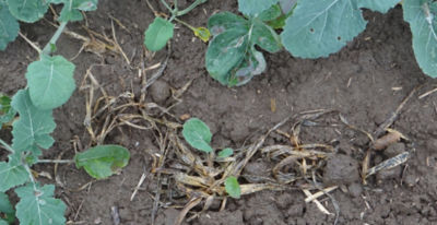 Article Image Perenal 01