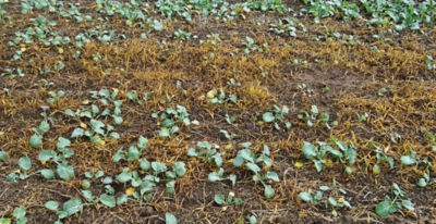 Article Image Perenal 02