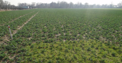 Article Image Perenal 04