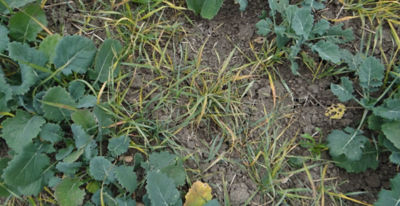 Article Image Perenal 06