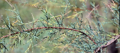 Picture of saltcedar