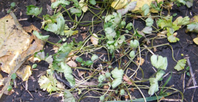 Article Image Belkar 01