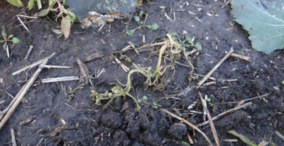 Article Image Belkar 03