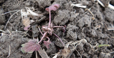 Article Image Belkar 06