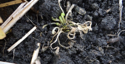 Article Image Belkar 07