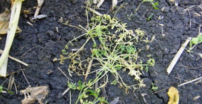 Article Image Belkar 08