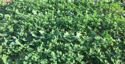 Article Image Runway 01