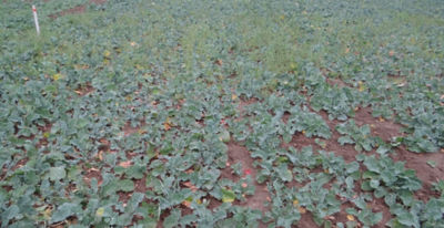 Article Image Runway 03