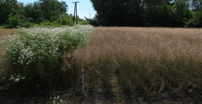 Article Image Runway 07