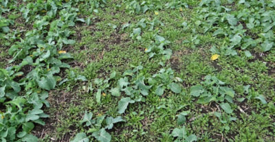 Article Image Runway 10