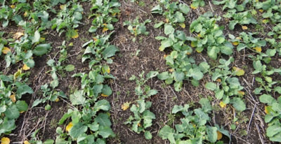 Article Image Runway 11