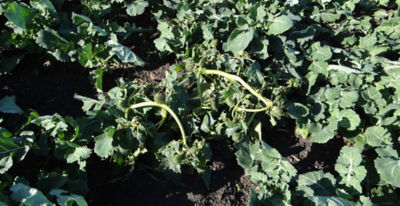 Article Image Runway 14