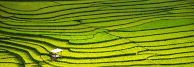 CollinsGreenQuote_mobile