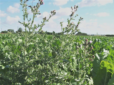 Controlling tall weeds and potato volunteers in sugar beet