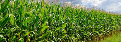 View of the edge of a Corn Field