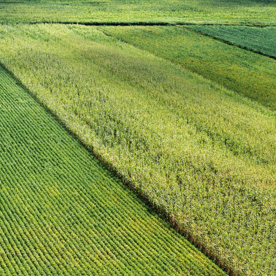 Corn-and-Soy-Field-Texture