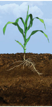 Vegetative Corn Growth Stages and Scouting Tips | Pioneer Seeds