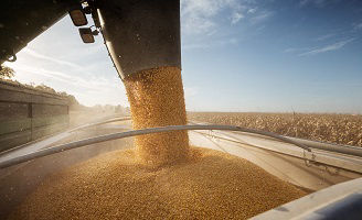 Corn_Harvest_Minnesota_Desktop_1