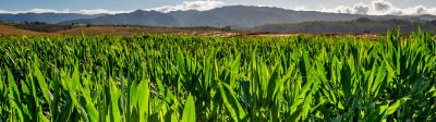 Landscape grassy closup with Hills in the distance