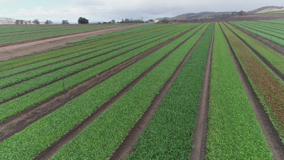 Cowley-bottom-article