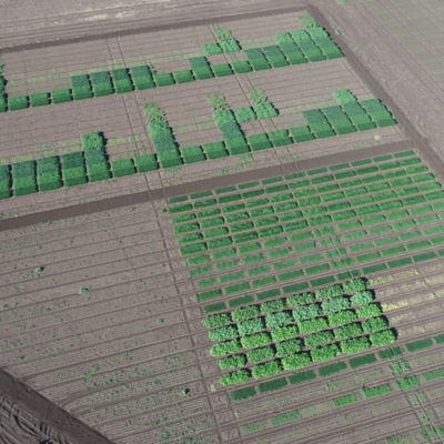 Trezac Arylex active herbicide trials in the Corteva research site at Breeza, NSW