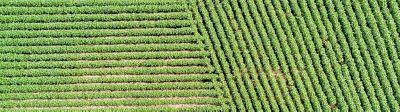green symetrical crop row pattern