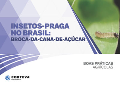 Insetos praga no Brasil: Broca-da-cana-de-açúcar