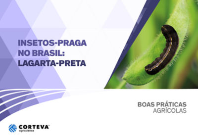 Insetos praga no Brasil: Lagarta-preta