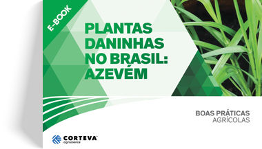 Plantas daninhas no Brasil: Azevém 