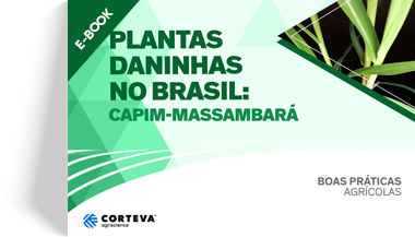 Plantas daninhas no Brasil: Capim-massambará