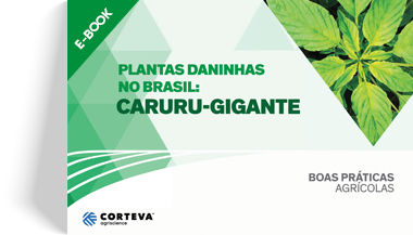 Plantas daninhas no Brasil: Caruru-gigante