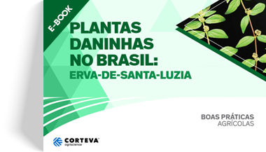 Plantas daninhas no Brasil: Erva-de-Santa-Luzia