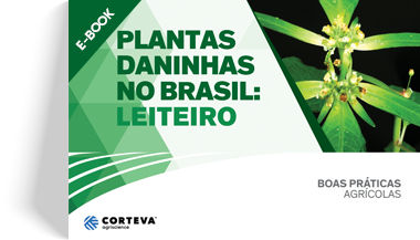 Plantas daninhas no Brasil: Leiteiro