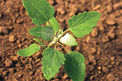 Lambsquarters