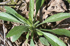 Marestail