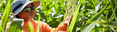 Farmer inspecting crop