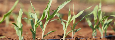 Soil with sprouts closeup