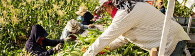 Farm to Shelves_Farmers and Corn