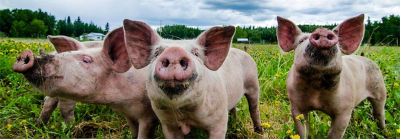 Farm to Shelves_Happy Hogs