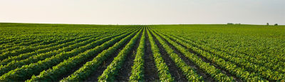 Farming on the Forefront_Cover Crops_1400x400.jpg