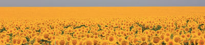 Girasol PAN 7047CL_Desktop