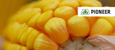 Pioneer® Vetőmag Értékesitési Csapat