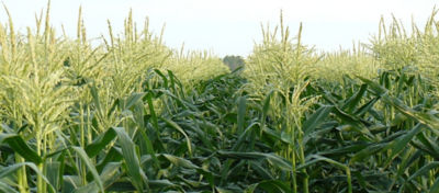 Hero Image Runner Conrborer Desktop