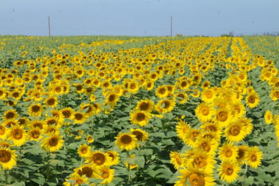 Homepage_ToursPostponed