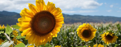 Partnering with the community since 1968